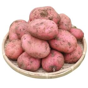 土豆/洋芋 1000g（大小随机）