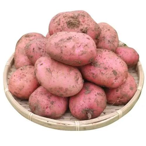 土豆/洋芋 1000g（大小随机） 商品图0