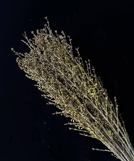 【清库存】-进口寸寸金  约10枝/扎  多规格 商品图8