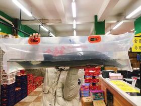 打氧中华鲟一条