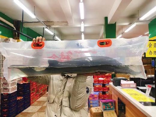 打氧中华鲟一条 商品图0
