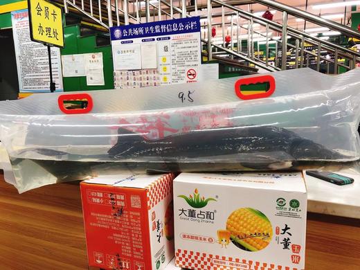 打氧中华鲟一条 商品图1