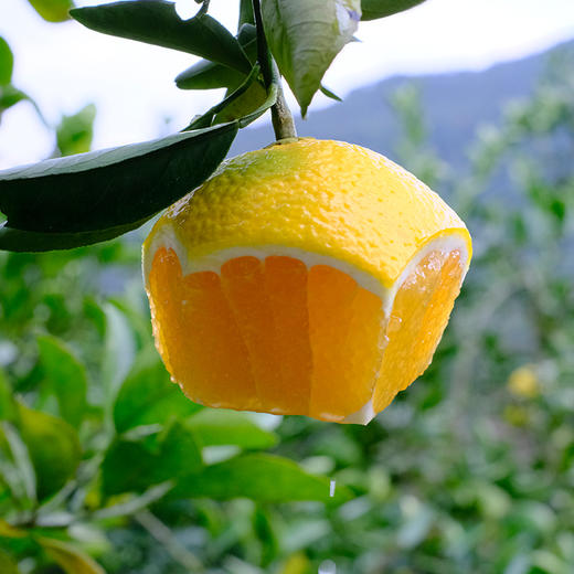 甜心柚（礼盒）约3.7kg/件 商品图2