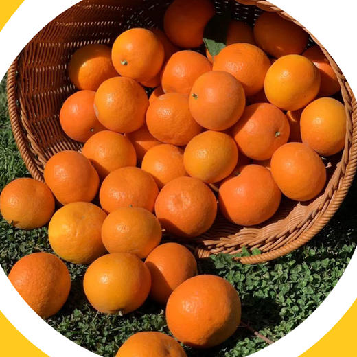 有机沃柑 商品图1