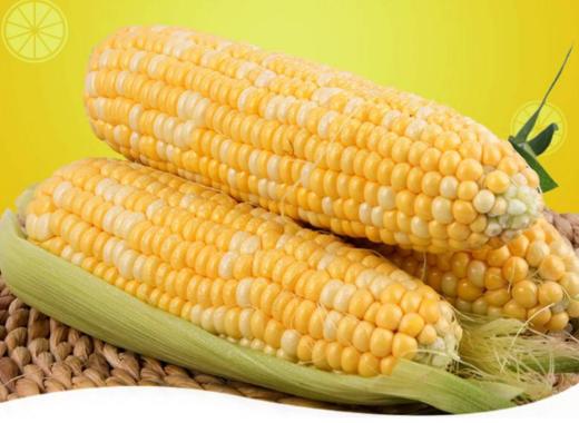 甜玉米  500g 商品图1
