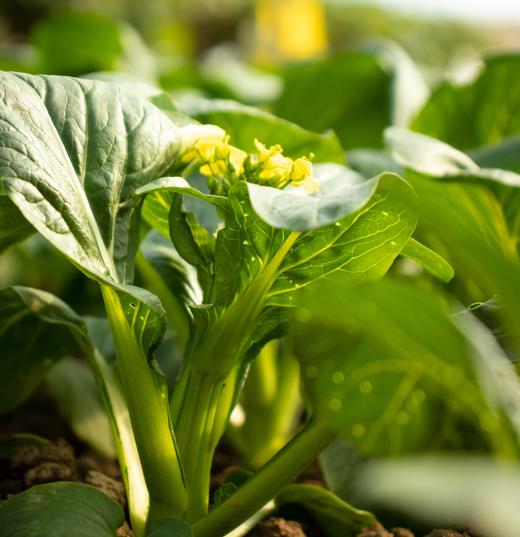 生态菜心 | 绿家自产 * Eco-choy sum | Self-production 商品图1