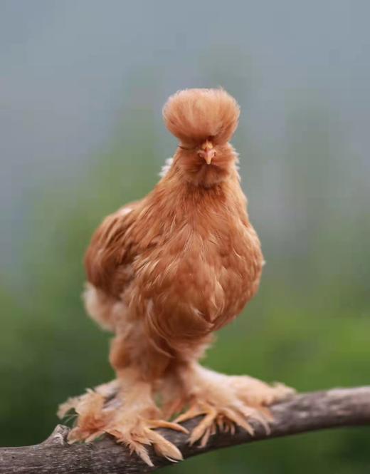 童子鸡 商品图2