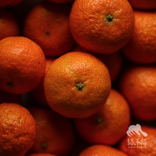 生态砂糖橘  (桂林) | 合作生产 *Sand Sugar Orange | Partner Production 商品图2