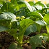 生态菜心 | 绿家自产 * Eco-choy sum | Self-production 商品缩略图2