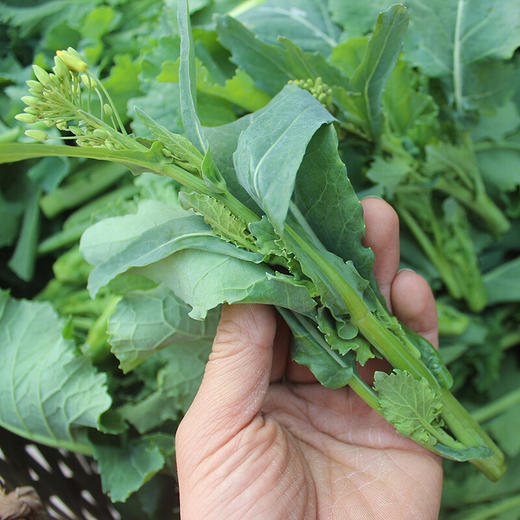 甜油菜  400g 商品图1