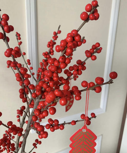 【天物A级】国产冬青/富贵子  多规格 商品图3