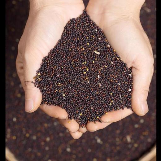 LYX-陇原香小榨纯胡麻油5L/桶 商品图1