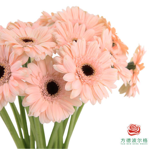 非洲菊 XXS 夏娃 10枝一扎 商品图1