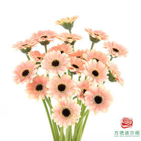 非洲菊 XXXS 胖丁 10枝一扎