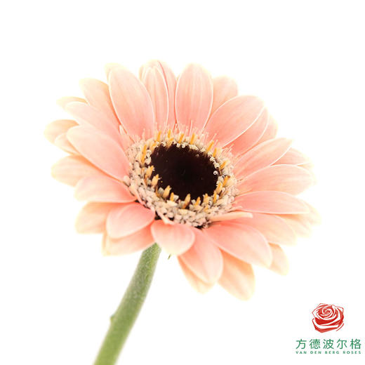 非洲菊 XXXS 胖丁 10枝一扎 商品图3