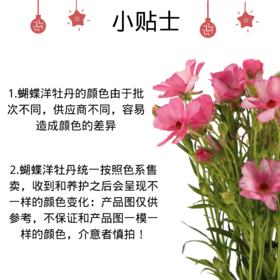 蝴蝶洋牡丹  鲑鱼