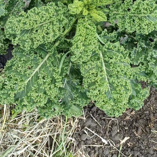 现货 良道 轻松健康 味浓脆爽 有机羽衣甘蓝 商品图4