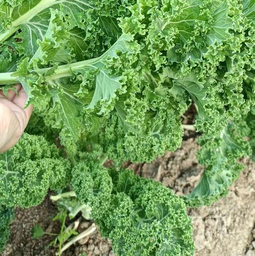 现货 良道 轻松健康 味浓脆爽 有机羽衣甘蓝 商品图3