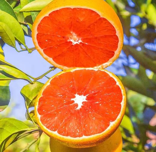 【严选】秭归脐橙中华红血橙单果70-80mm彩箱（厂家直发） 商品图1