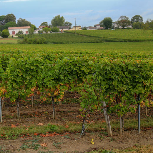 酩颂酒庄干白葡萄酒 2019 年 6支装 商品图1