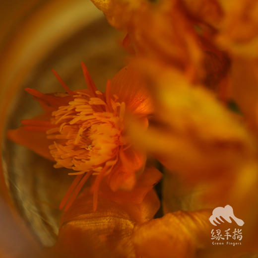 野生金莲花茶 | 合作生产* Wild Golden lotus flower tea | Coprodution 商品图2