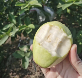 生态奶油芭乐【产地直发】@陈老师