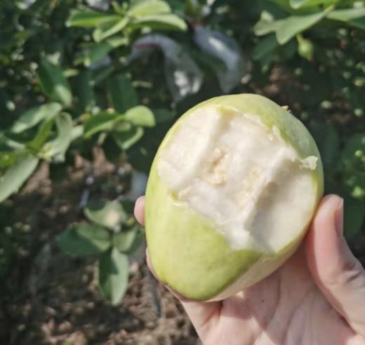 生态奶油芭乐【产地直发】@陈老师 商品图0