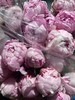 【经典版】芍药 -莎拉 粉色  5枝/扎 商品缩略图8