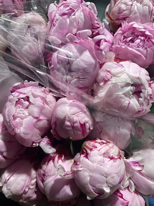 【经典版】芍药 -莎拉 粉色  5枝/扎 商品图8