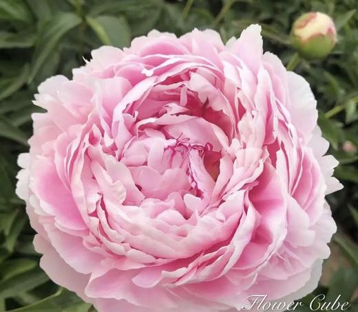 【经典版】芍药 -莎拉 粉色  5枝/扎 商品图4