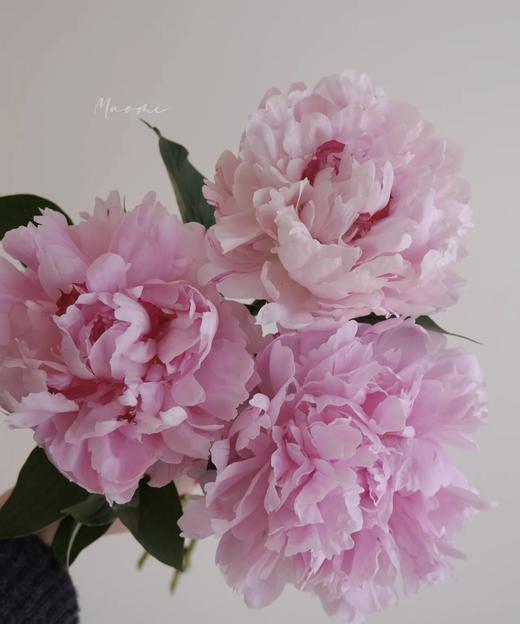 【经典版】芍药 -莎拉 粉色  5枝/扎 商品图5