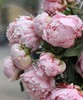 【经典版】芍药 -莎拉 粉色  5枝/扎 商品缩略图6