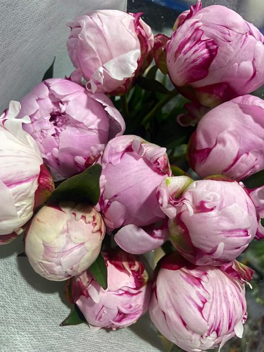 【经典版】芍药 -莎拉 粉色  5枝/扎 商品图10