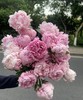 【经典版】芍药 -莎拉 粉色  5枝/扎 商品缩略图7