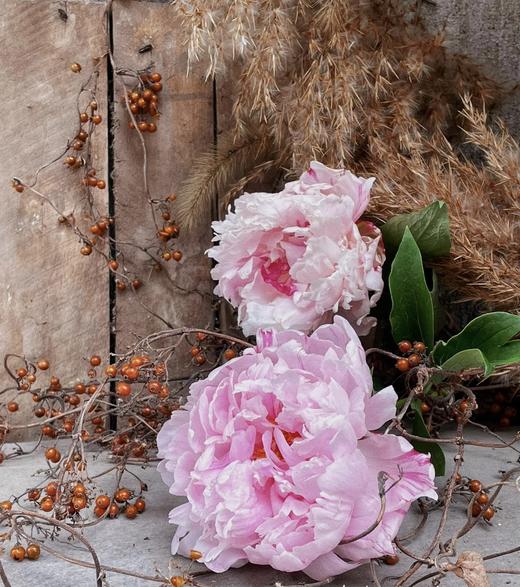 【经典版】芍药 -莎拉 粉色  5枝/扎 商品图3