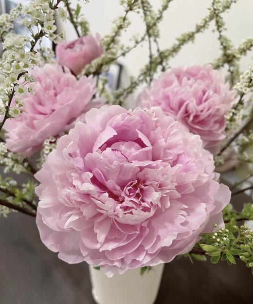 【经典版】芍药 -莎拉 粉色  5枝/扎 商品图2