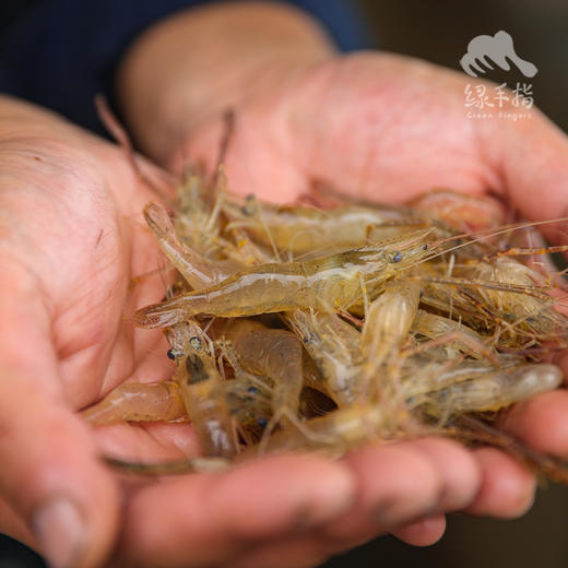 生态小草虾 （小河虾）| 绿家自产Eco-Small river shrimp  |  Self-production 商品图1