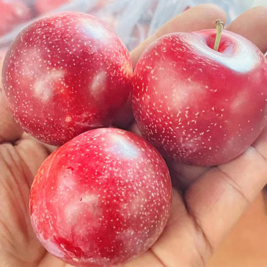 进口樱桃李  约500g/份 商品图1