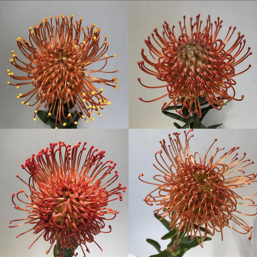 南非-【针垫】 商品图1