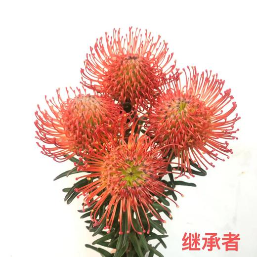 3月19日红色针垫Succession（Grower pack）-50cm-1支 商品图0