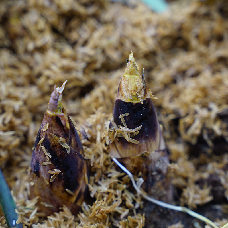 舌尖上的临安天目山春笋现挖现采质嫩无渣时令鲜笋