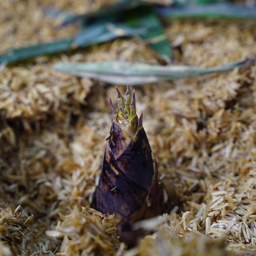 舌尖上的临安天目山春笋现挖现采质嫩无渣时令鲜笋 商品图1