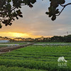 生态香菜 | 绿家自产*ecolaogical cilantro | Self-production 商品缩略图4