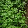 生态香菜 | 绿家自产*Ecolaogical Cilantro | In-House Production 商品缩略图1