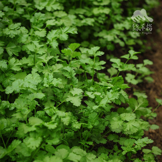 生态香菜 | 绿家自产*Ecolaogical Cilantro | In-House Production 商品图1