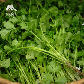 生态香菜 | 绿家自产*Ecolaogical Cilantro | In-House Production