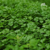 生态香菜 | 绿家自产*Ecolaogical Cilantro | In-House Production 商品缩略图3