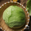 生态包菜 | 绿家自产*Ecological cabbage | In-House Production 商品缩略图2