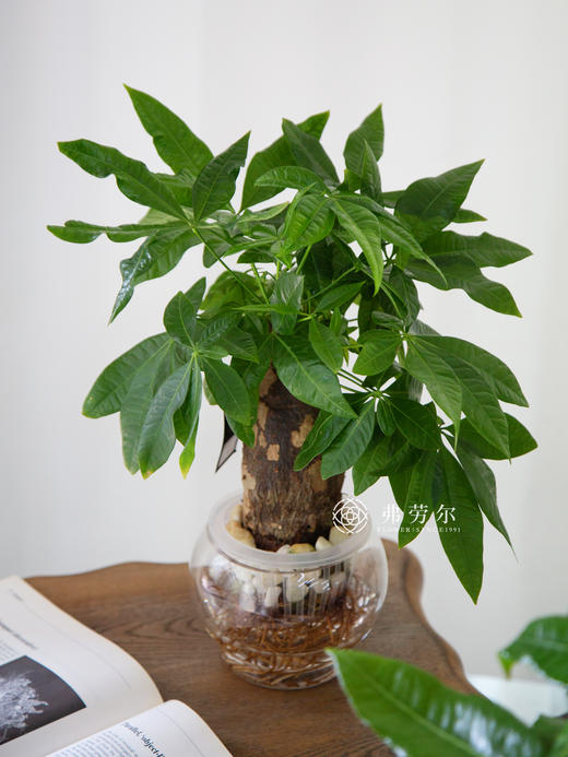 水培发财树 商品图2