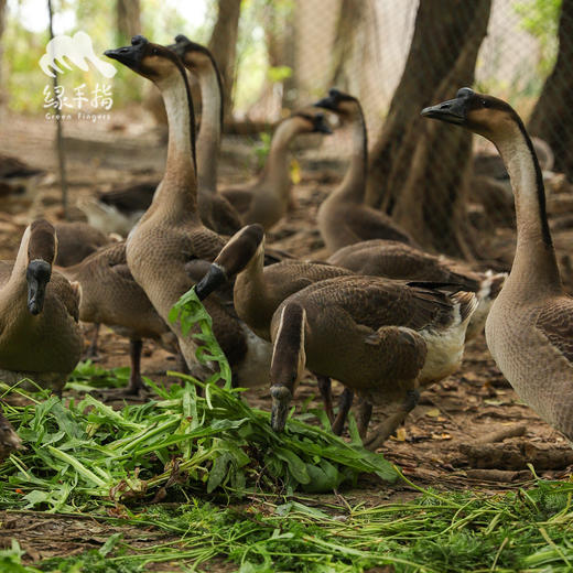 生态马岗鹅 | 合作生产* Eco- goose | Copruduction 商品图2